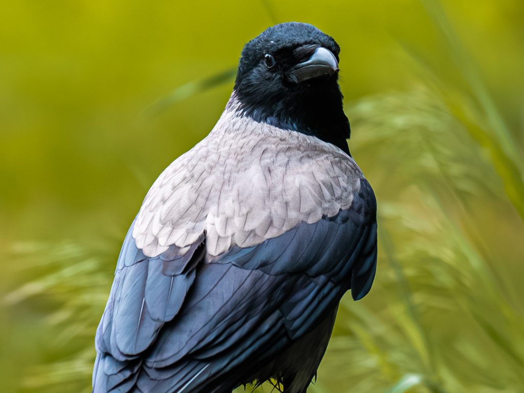 DSC08859-Enhanced-NR